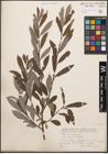 Foto von Salix cinerea L.